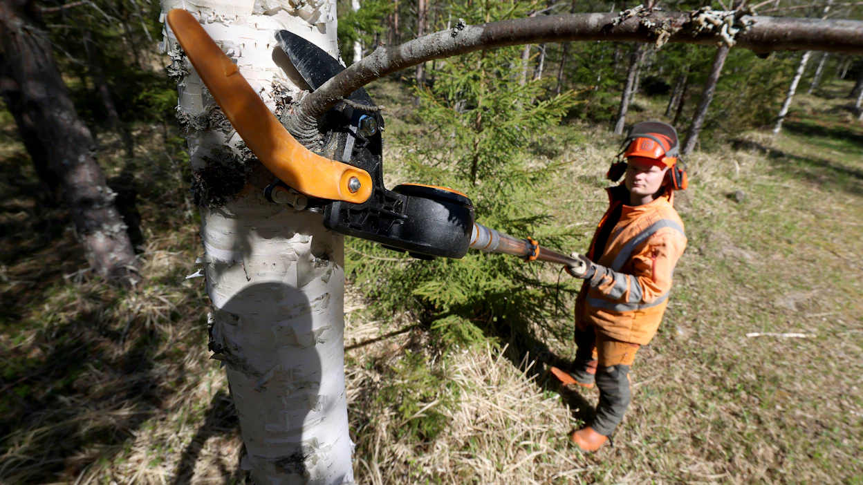 Konekäyttöiset karsimisvälineet voivat sahaavia tai leikkaavia. Metsäpalveluyrittäjä Joonas Nieminen pystykarsii koivua akkukäyttöisellä oksasaksilla.