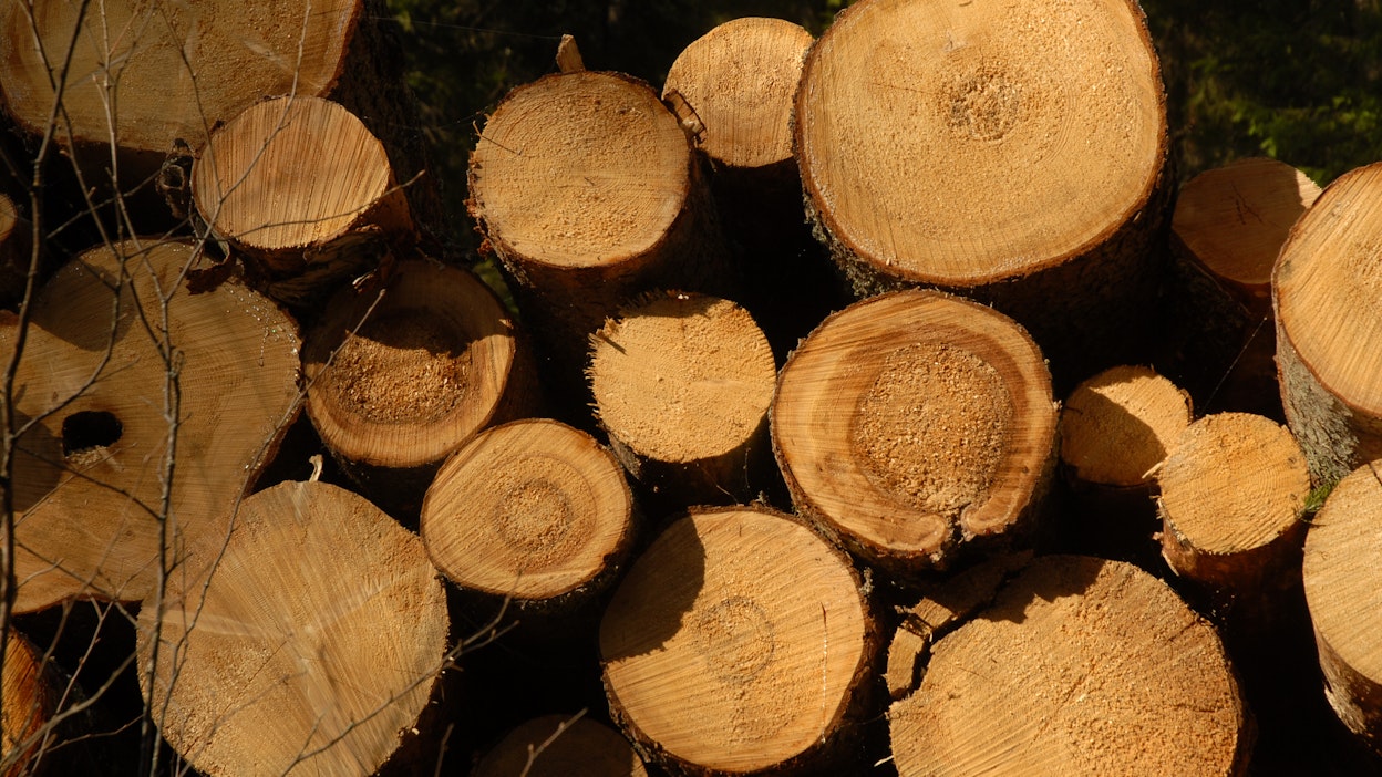 EU:n toimivaltaa metsien suhteen pitää selkeyttää, kirjoittaja korostaa.