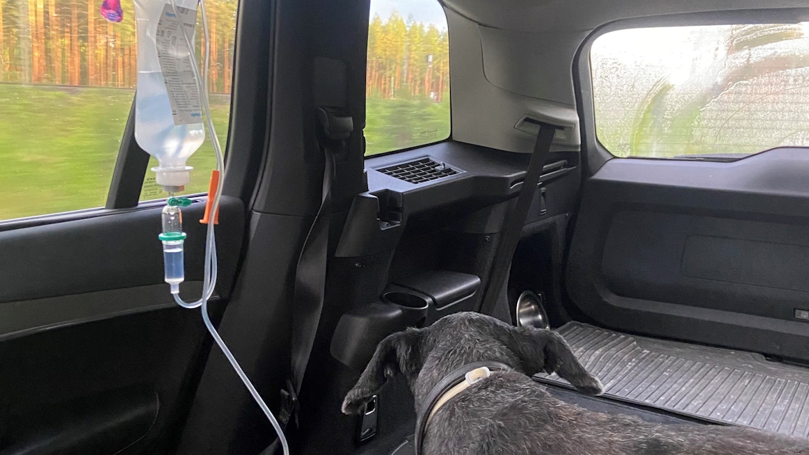 Hoitoon pääsy kyyn pureman jälkeen on äärimmäisen tärkeää, sillä verenkiertoon päässyt myrkky voi aiheuttaa elinvauorioita.