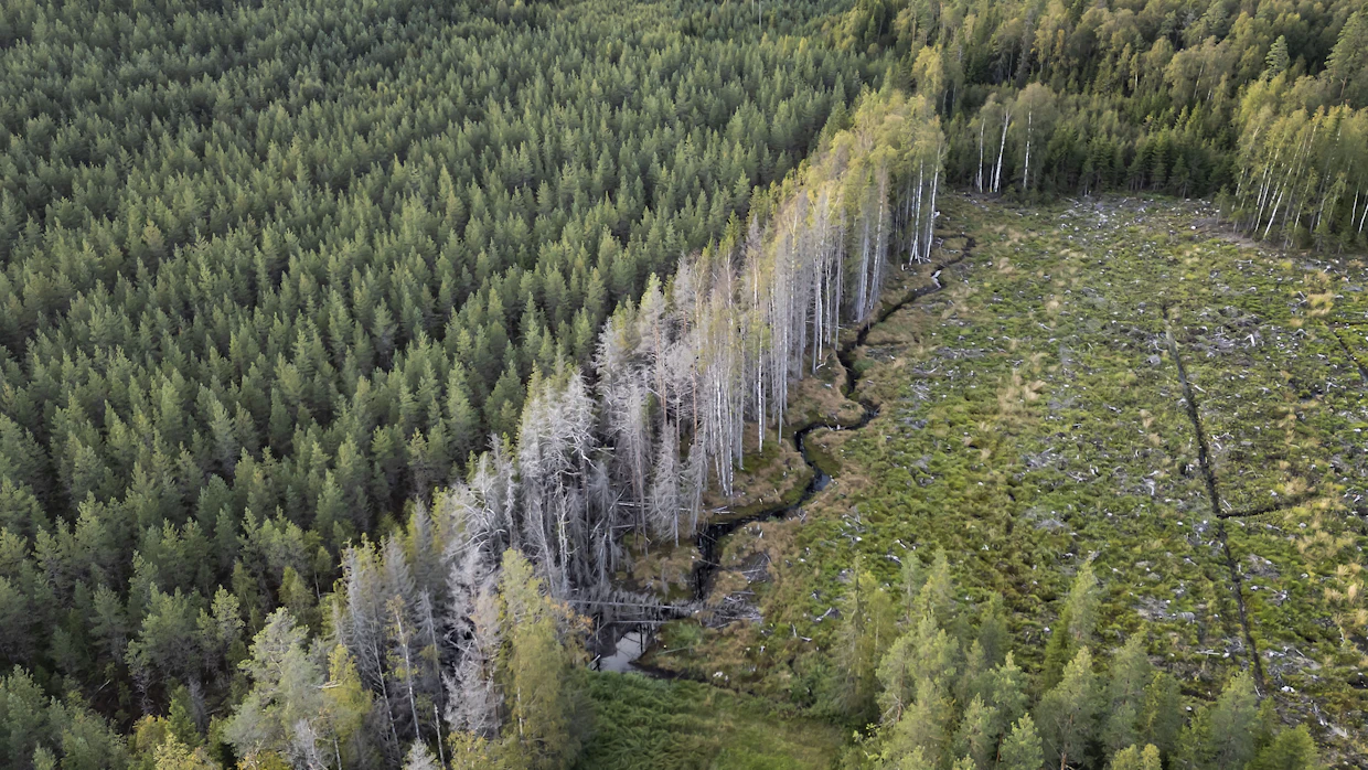 Majavien metsän puolella olevaan ojaan tekemä pato johtaa veden uusille urille. Tuhoutunutta metsää on uudistettu. Istutetun metsän elinehto on padon säännöllinen purku.