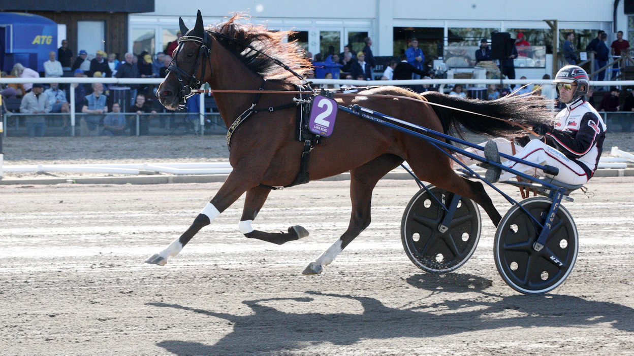Mika Forssin ohjastama Lara Boko oli paras vuoden 2022 Ruotsin Tammaderbyssä. Lara Boko voitti uransa 24 startistaan puolet. Ennätyksensä 10,8a tamma juoksi neljävuotiaaana voittaessaan Breeders Crownin finaalin.