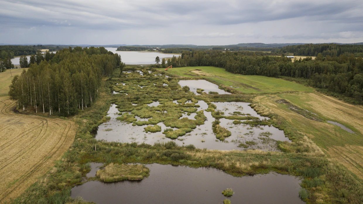 Kosteikot ovat hyvä keino parantaa lähivesien kuntoa, mutta samalla ne kuhisevat kaikenlaista elämää.