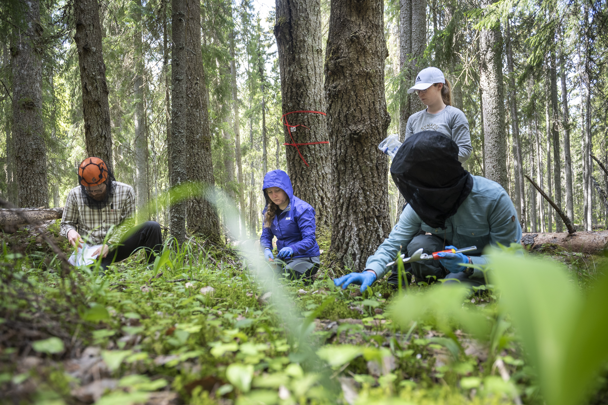 Opetusmateriaali kokoaa metsäalan uusimman tutkimustiedon ja parhaat käytännöt samaan paikkaan.