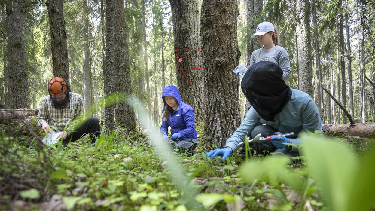 Opetusmateriaali kokoaa metsäalan uusimman tutkimustiedon ja parhaat käytännöt samaan paikkaan.