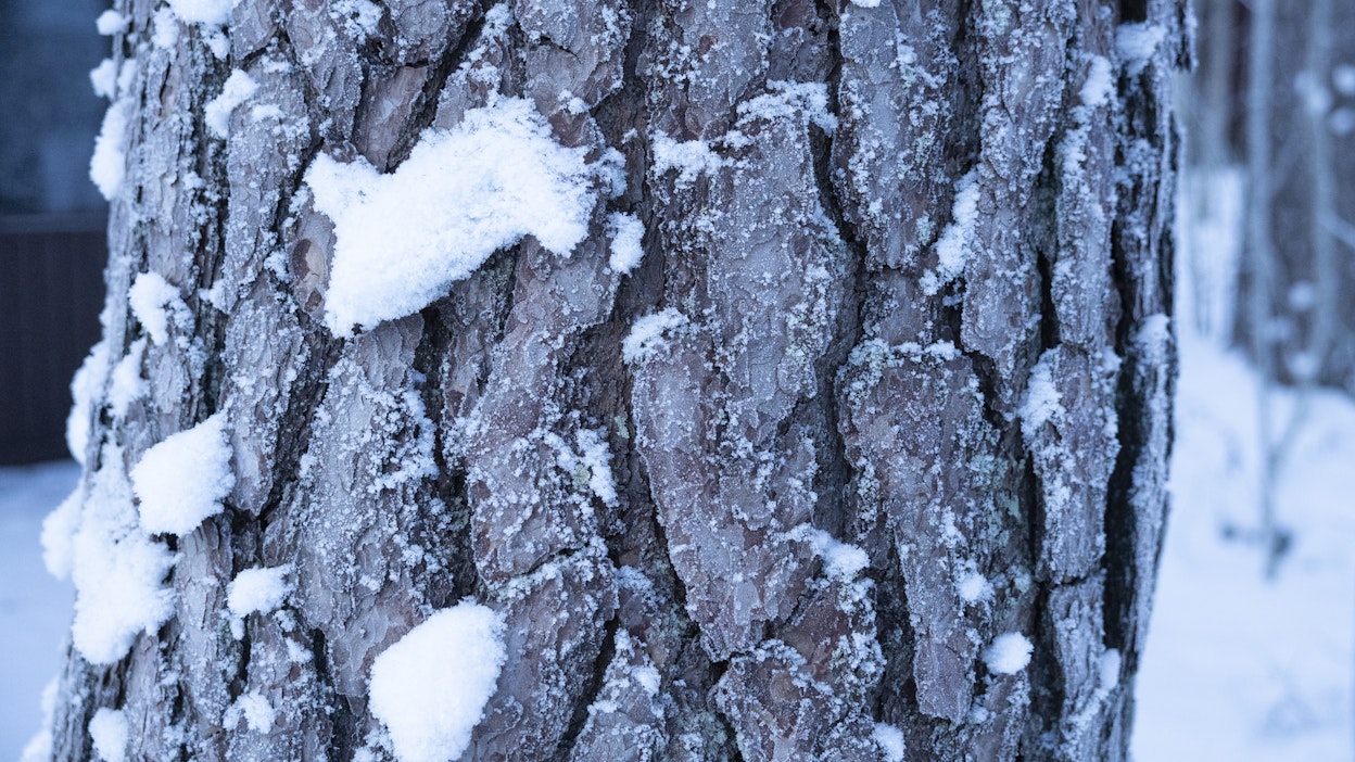 Kylmä talvisää jatkuu.