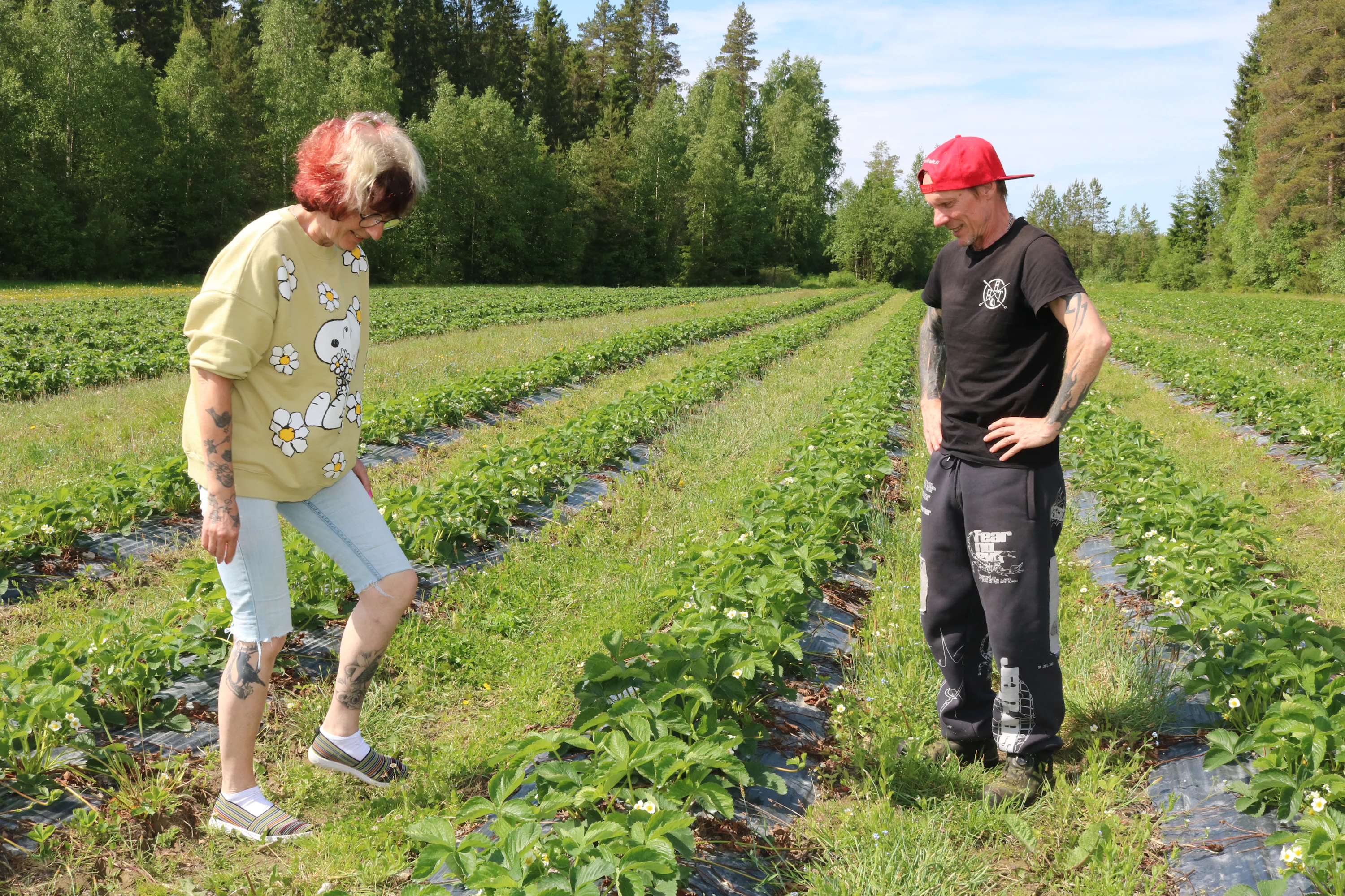 Leena ja Juha Nikkisen isännöimällä mansikkatilalla viljellään kesän suosikkimarjaa perinteitä kunnioitten.