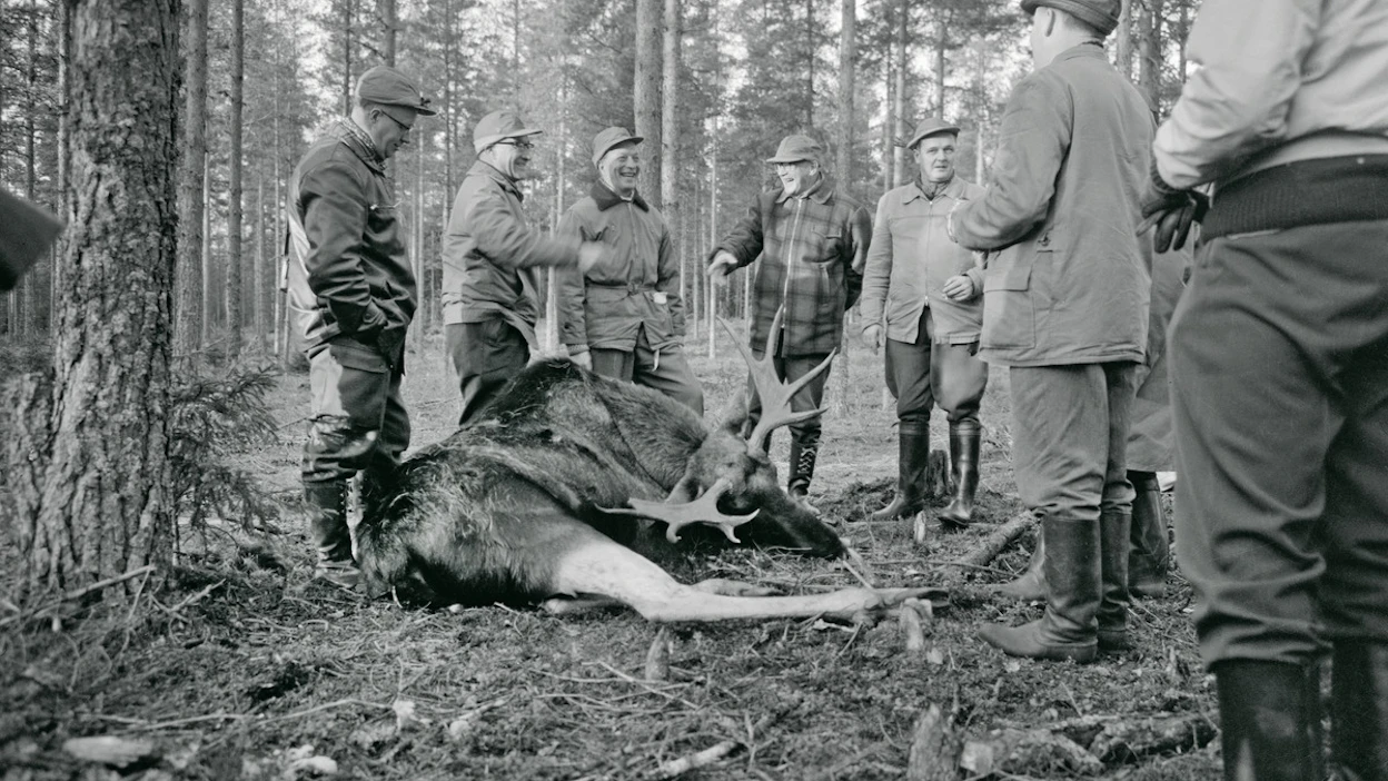 MTK:n Säätiön järjestämissä hirvijahdeissa hirviä myös kaadettiin eikä vain katseltu. Kuva on lokakuulta 1963, keskellä ruudullisessa takissa presidentti Urho Kekkonen.