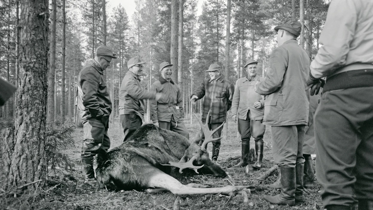 Hirvijahtia Kettulassa 27. lokakuuta 1963. Kuvassa keskellä presidentti Urho Kekkonen.
