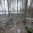 Kuvan Alstor-metsäkoneiden työmaalla Jämsässä hakkuu toteutettiin tavanomaisesta poiketen. Ensiharvennusta korjattiin pienuratekniikalla, jossa sekä harvesteri että kuormatraktori etenevät samoja ajouria pitkin, käyttäen 10 metrin välein muodostuvia kapeita pienuria.