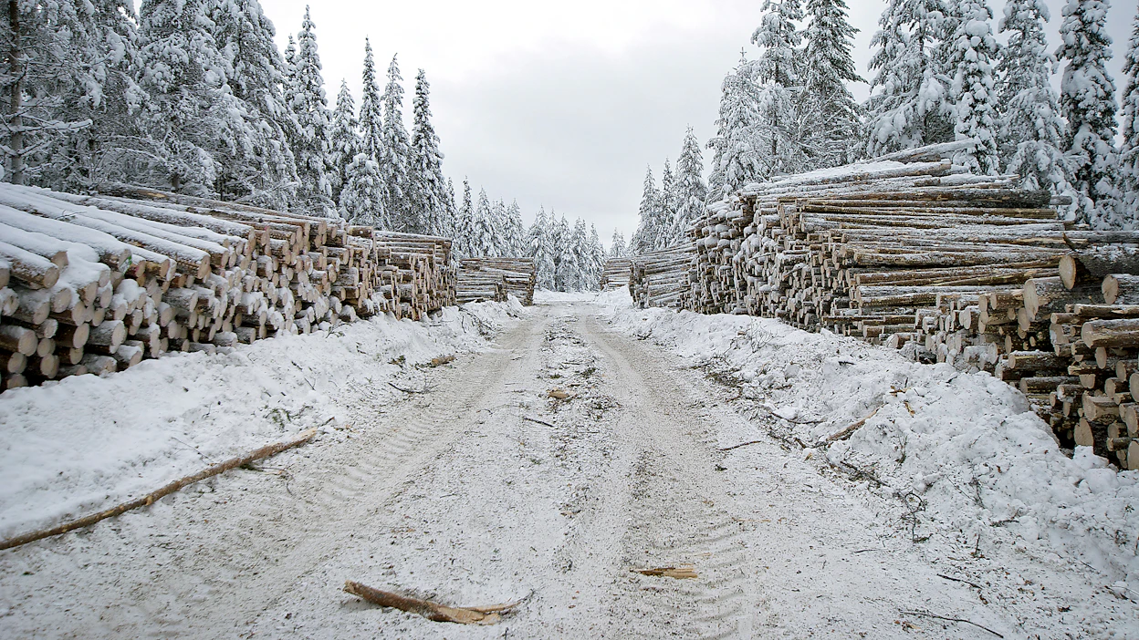 Kirjoittajan mukaan suojeluvaatimuksia on helppo esittää, kun ei tarvitse edes ajatella työllisyyttä, kansantaloutta ja sitä, miten ihmiset tällä niemimaalla voivat elää.