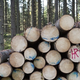 Kirjoittajan mukaan pyöreän puutavaran reaalinen hinta ei todellisuudessa ole noussut esitetysti. 