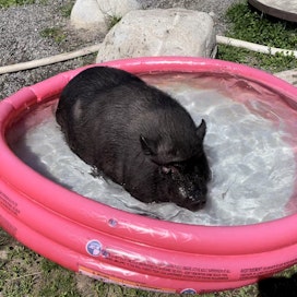 Helteillä Lyyli viilentyy kylvyssä. Altaan lisäksi sika nauttii mutakylvyistä. 