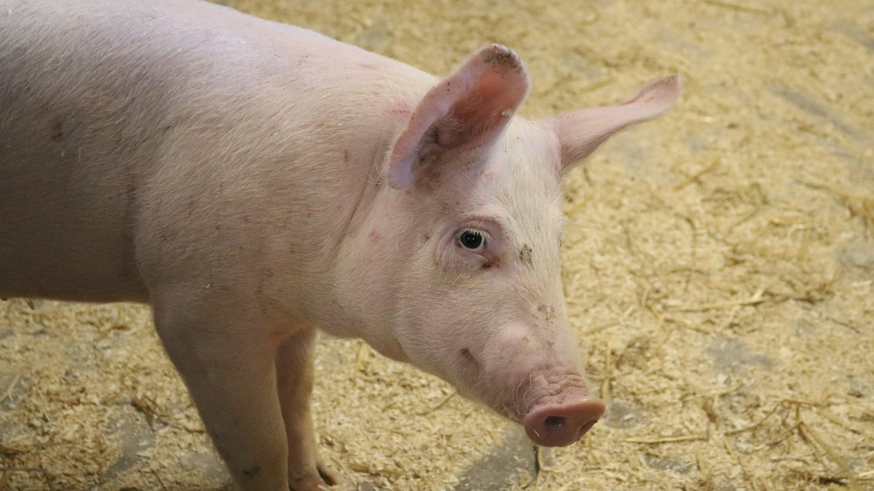 Kurikan onnettomuudessa oli mukana noin 350 sikaa. Kuvituskuva.