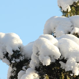 Pylväskatajan päälle satava märkä lumi voi pilata kauniin kasvutavan, ellei kasvia vapauteta lumen painosta. 