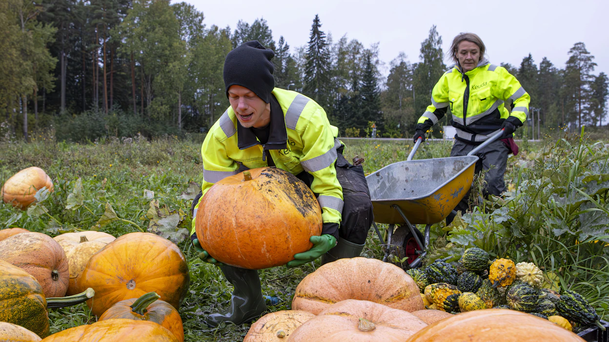 Tulevat puutarhurit Juuso Lahti ja Anne Raudanpää keräämässä 18. syyskuuta kurpitsoita Keudan Saaren kartanon pellolla.