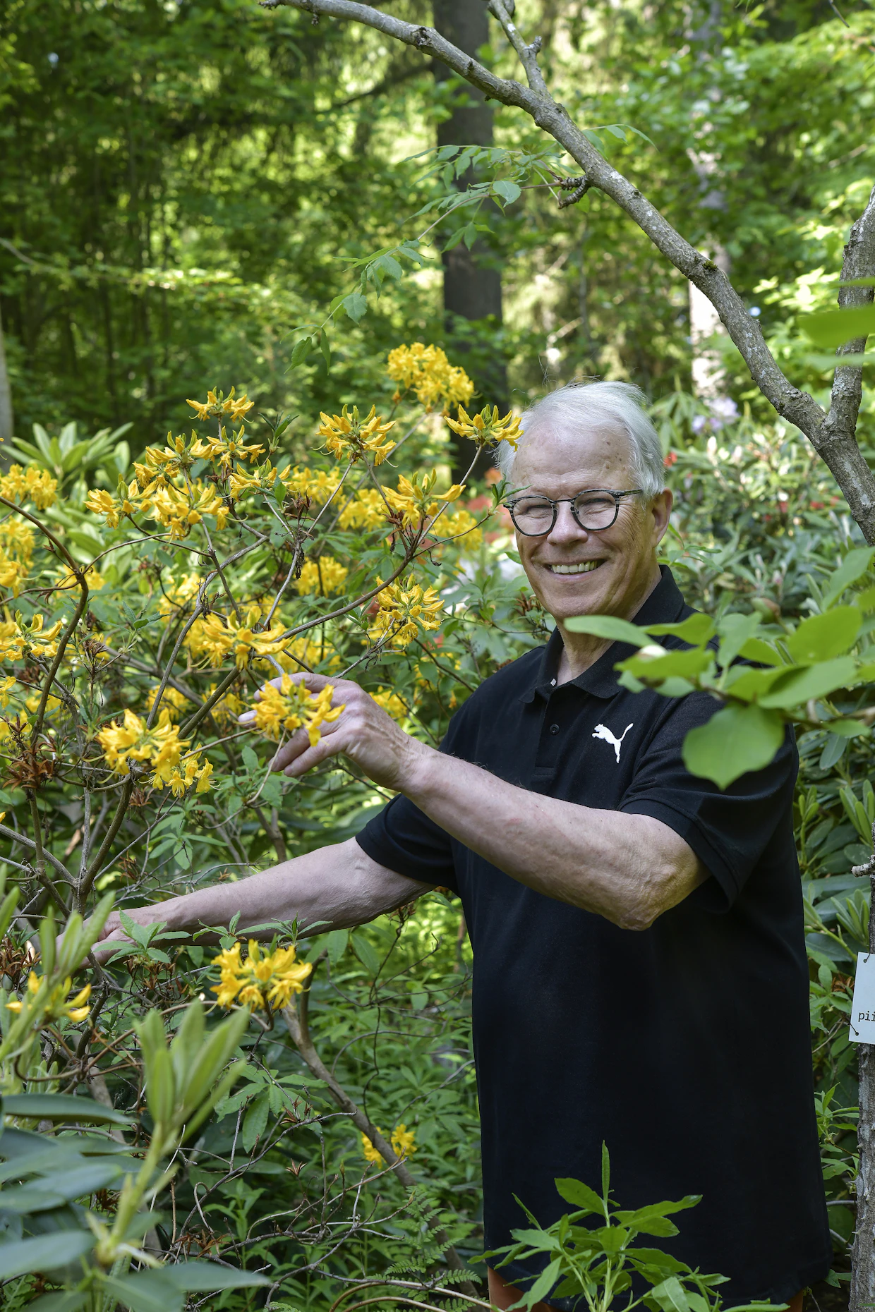 Atsaleat viihtyvät kuohkeassa, happamassa maassa. Erkki Frick esittelee kelta-atsaleoita, jotka tuovat piristävää väriä alppiruusurinteeseen.
