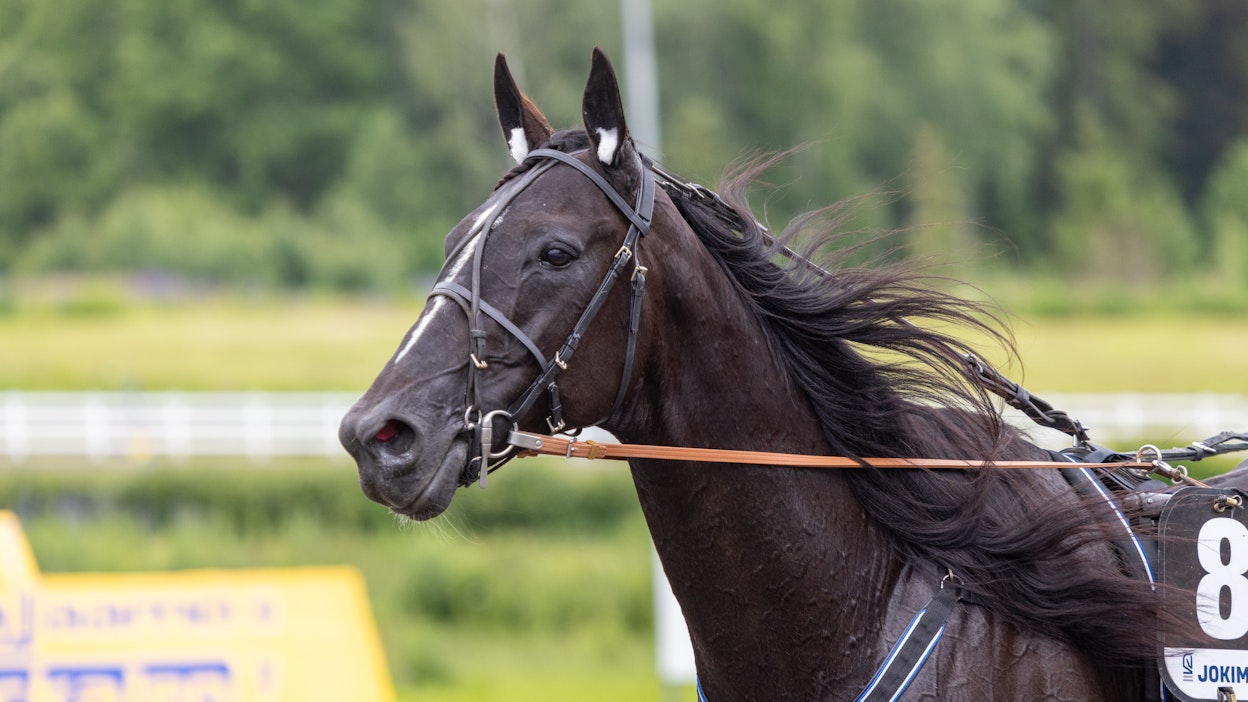 Consalvo on tarjonnut omistajilleen paljon menestystä. Uutta nousua uralle haetaan Juha Utalan käsistä.