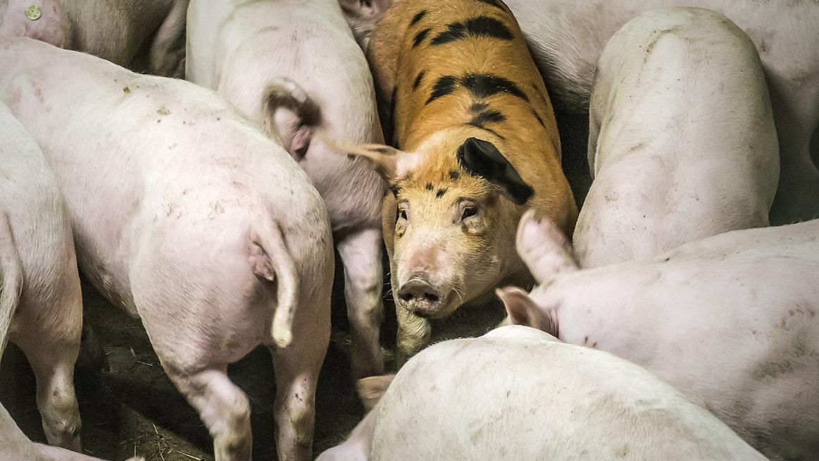 Sikaloiden lopettaminen aiheuttaa porsasruuhkaa niitä tuottavilla tiloilla. Arkistokuva.