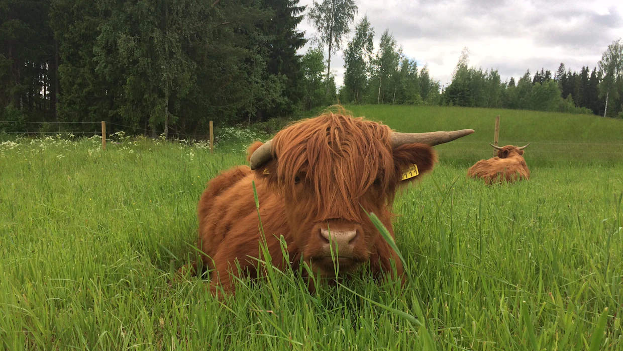 Chisun erikoisien sarvien tarina juontaa Tahlon mukaan sen nuoruusaikaan.