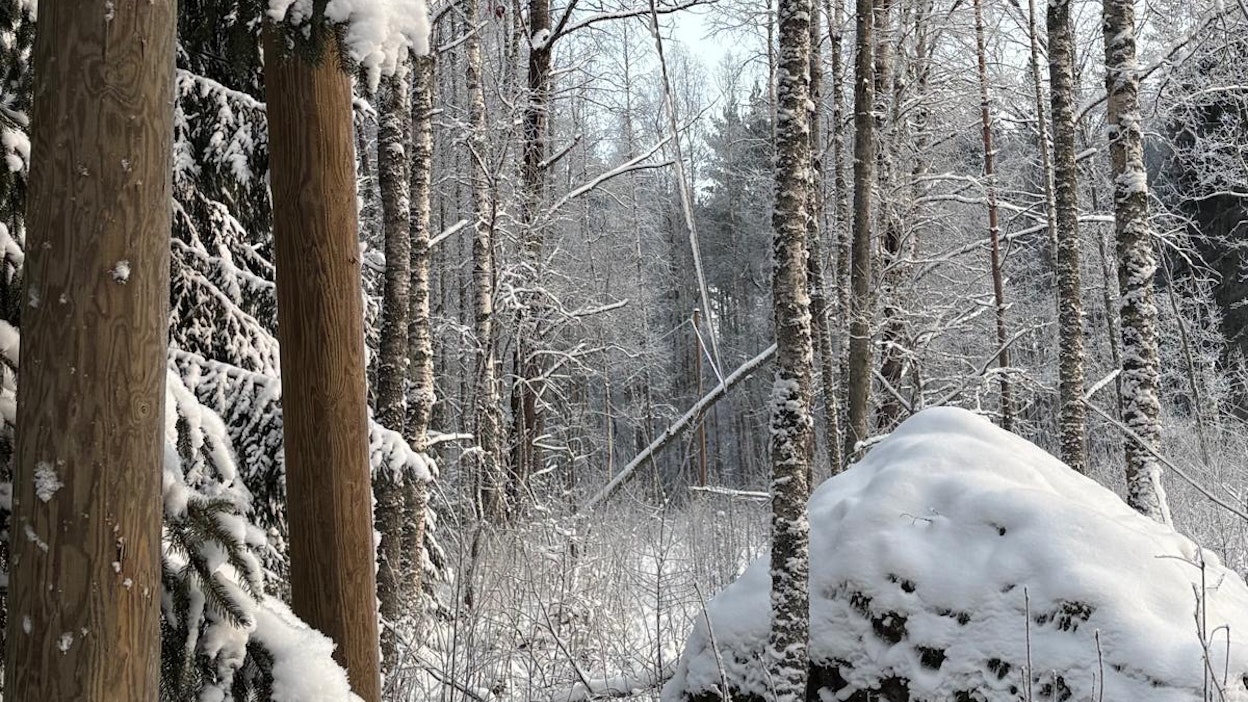 Hannes-myrsky kaatoi puun sähköjohdon päälle Mäntyharjulla.