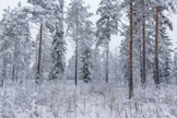 Puusto pitää haihdunnallaan yllä kuivatusta turvemailla.