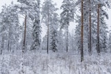 Puusto pitää haihdunnallaan yllä kuivatusta turvemailla.