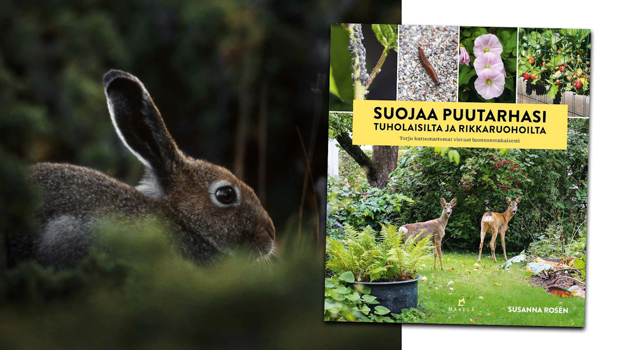 Kanit ja jänikset ovat hankalia tuholaisia, sillä tarvittaessa ne kaivautuvat aitojen ali ja pääsevät puutarhaan pienestäkin raosta.