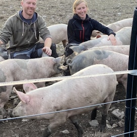 Ronja Brennerin ja Andres Norlundin siat saavat elää ulkona läpi vuoden. 