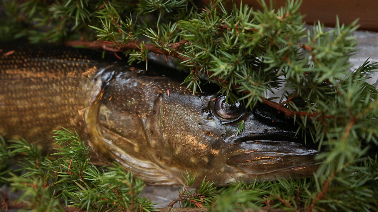 Kalastajilla on ollut perinne lahjoittaa presidenttiparille jouluhauki.