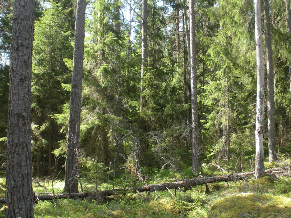 Kemiönsaaren metsistä on löytynyt muun muassa Metso-ohjelman I-luokan kriteerit täyttäviä runsaslahopuustoisia kangasmetsiä, korpia ja lehtoja. Luontoarvoiltaan merkittäviä ovat myös pienvesien rantametsät.