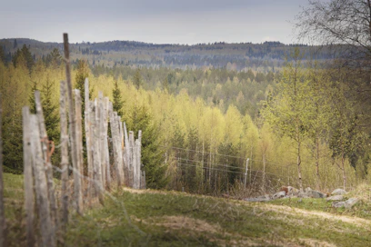 Läävä-sana tunnetaan myös suomen lähisukukielissä kuten karjalassa, vepsässä ja inkeroisissa.
