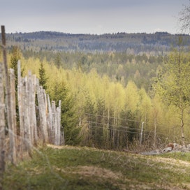 Läävä-sana tunnetaan myös suomen lähisukukielissä kuten karjalassa, vepsässä ja inkeroisissa.