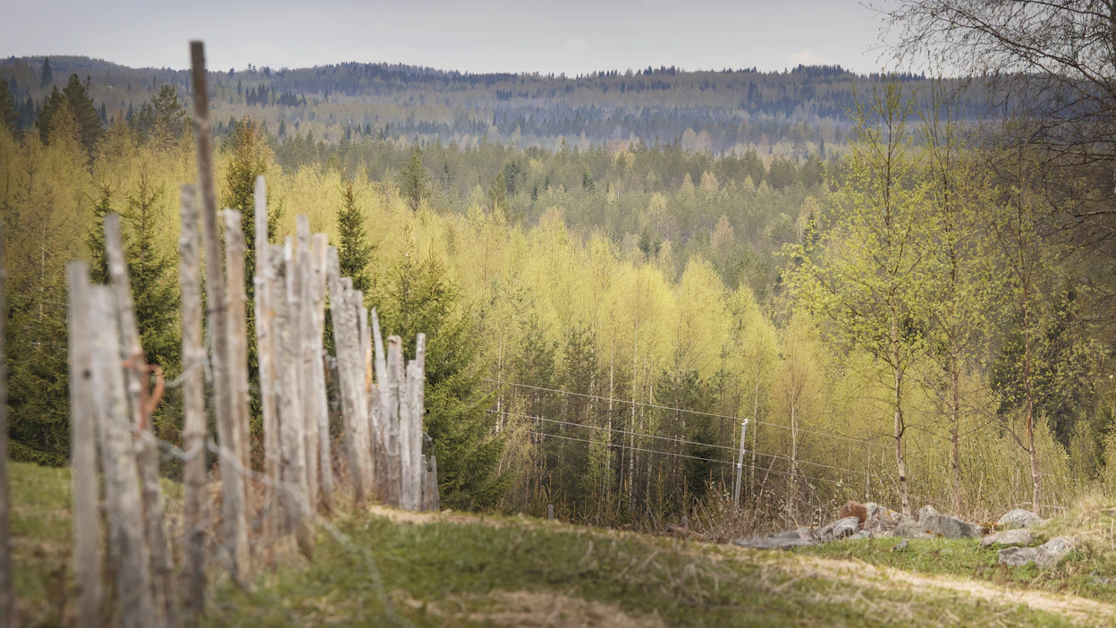 Läävä-sana tunnetaan myös suomen lähisukukielissä kuten karjalassa, vepsässä ja inkeroisissa.