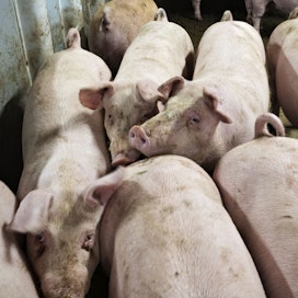 Suomessa sian hinta on ollut alkuvuoden ajan vakaa.