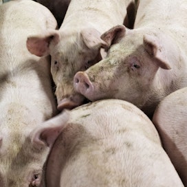 Suomessa sian hinta on nyt ollut useamman viikon ajan noin 2,13 euroa kilolta.