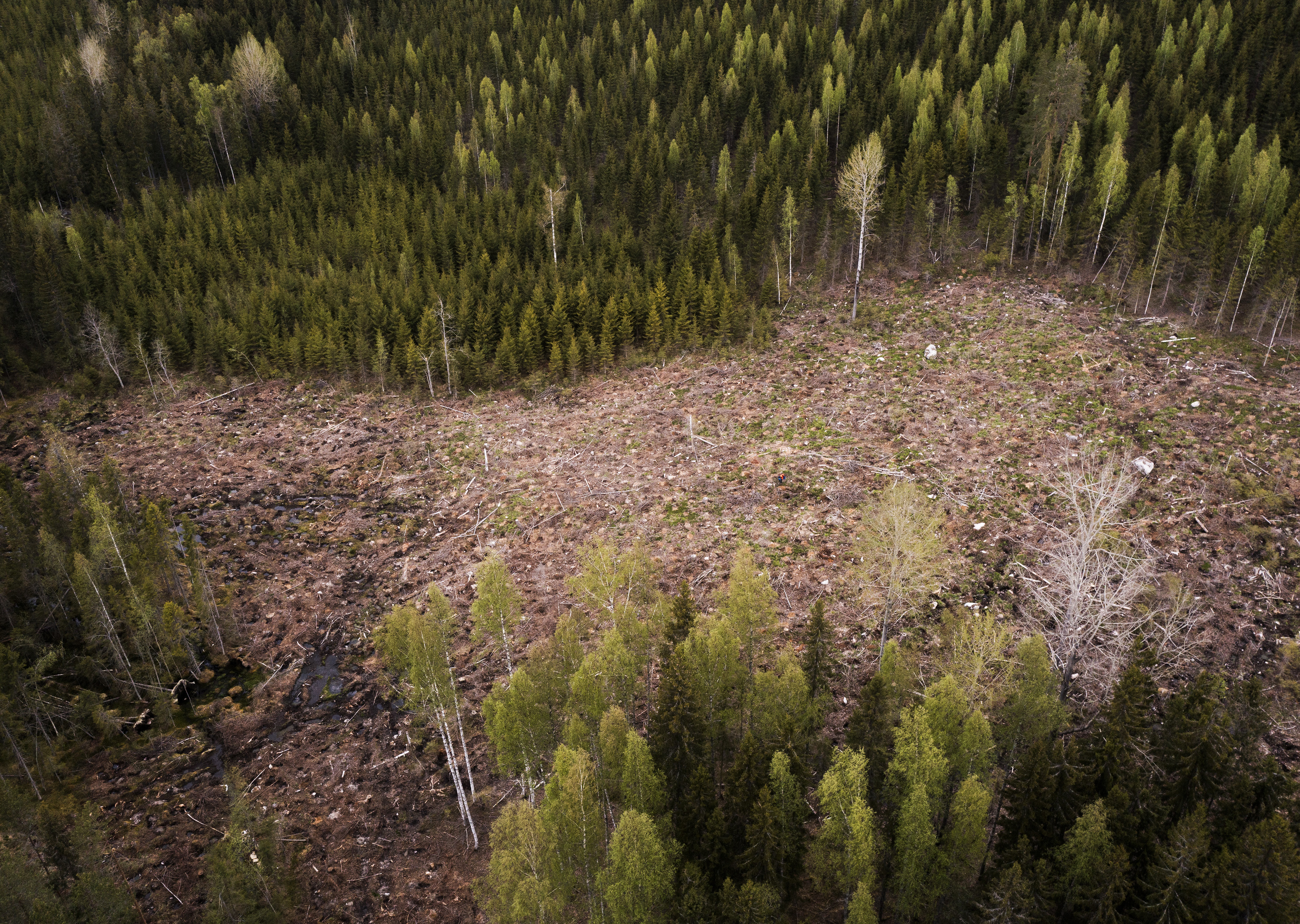 Tälle alalla on suunniteltu istutettavaksi sekä kuusta että mäntyä.