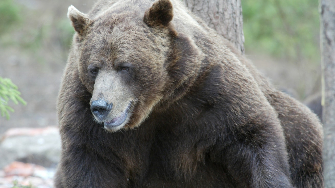 Harmaakarhut ovat suurempia kuin Euroopassa elävät ruskeakarhut. Kaksi ihmistä tappanut karhu oli harmaakarhu, ei ruskeakarhu. Kuvan eläin ei liity tapaukseen. 