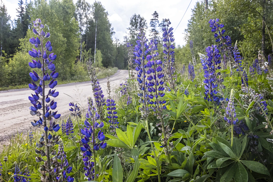 Lupiinit kukkivat varhain tänä kesänä. Ensimmäinen kukinta alkaa olla jo lopuillaan Etelä-Suomessa.