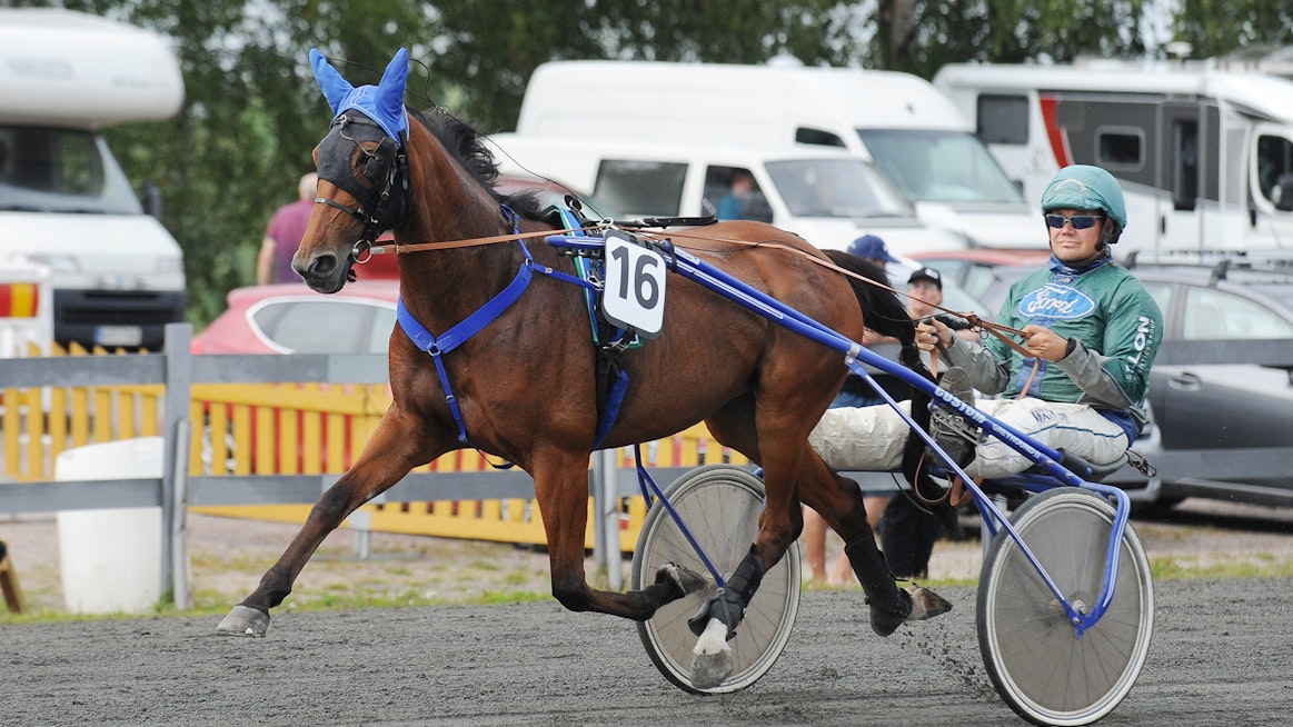 Timo Sikanen on myös aktiivinen raviurheilija, tässä Silvia Amokin rattailla kuvattuna.