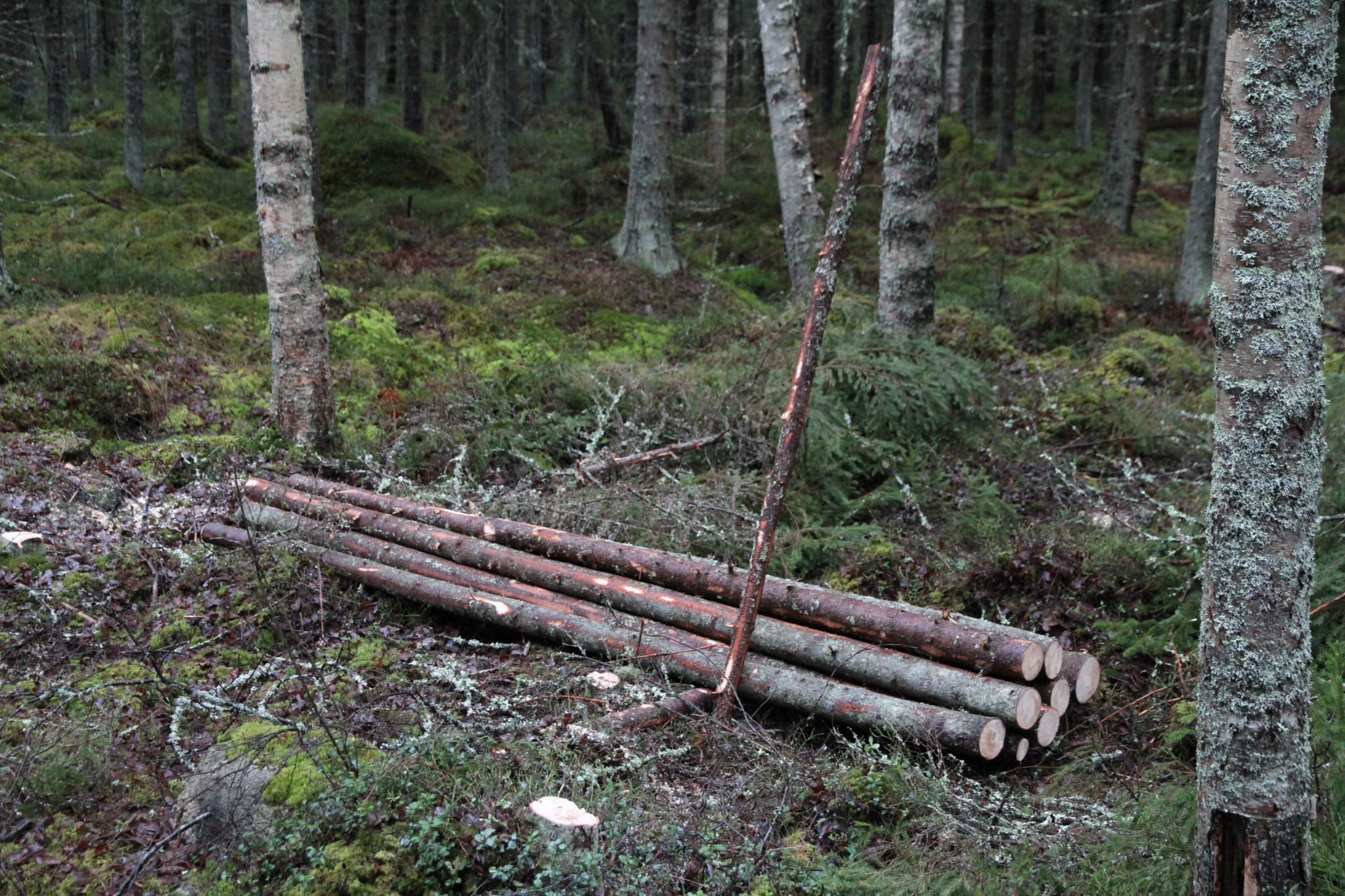 Syksyllä lumettomaan aikaan hakkuu on rennompaa kuin talven tuulessa ja tuiskussa. Mutta aina ei lähikuljetus onnistu ennen talvea – silloin puutavarakasat pitää merkitä selkeästi. Tämäkin kasa katosi näkymättömiin lumen alle, mutta merkkikeppi paljasti sen sijainnin.