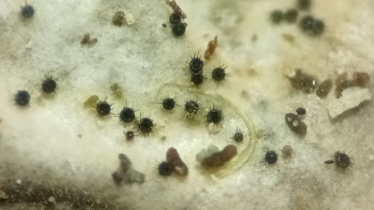 Raidankeuhkojäkälän pinnalla elävä sieni Niesslia lobariae löytyi ensimmäistä kertaa Suomesta lajikartoituksen aikana.