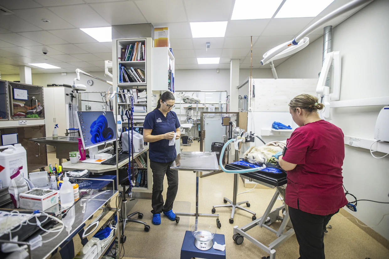 Klinikalla on myös veripankki sekä pieneläimille että hevosille. Johanna Koponen ja hoitaja Essi Tennilä valmistelevat kultaistanoutajaa verenluovutukseen.