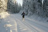 Suhtautumisemme metsään voi olla rationaalinen,  taloudellinen, arkinen, vapauttava, pyhä tai kaikkia näitä yhtä aikaa, mutta yhtä kaikki me todella välitämme metsistämme, kirjoittaa näyttelijä Jussi Vatanen.