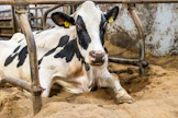 Tuotoskarjoissa holstein-rotuisia lehmiä on entistä enemmän. 