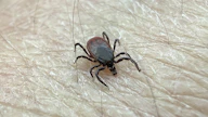 Noin joka viides puutiainen kantaa borreliabakteeria.