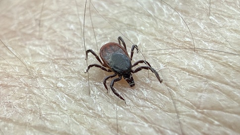 Noin joka viides puutiainen kantaa borreliabakteeria.