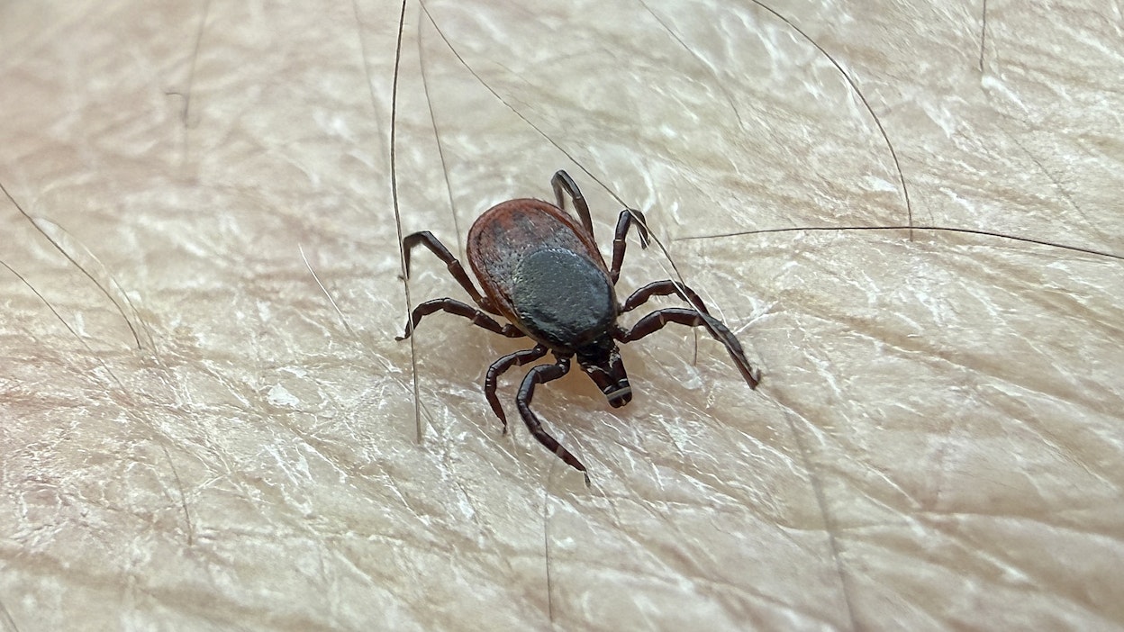 Noin joka viides puutiainen kantaa borreliabakteeria.