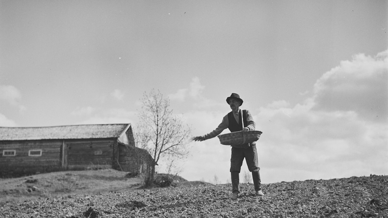 Maanviljelijä Jaakko Kesseli teki kylvöjä Kurkijoella Laatokan Karjalassa 1930-luvulla.