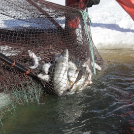 Onkiminen, pilkkiminen ovat maksuttomia yleiskalastusoikeuksia, jota varten ei tarvitse maksaa kalastonhoitomaksua. Rysäkalastukseen lupa tarvitaan.