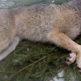 Ruotsissa suden kannanhoidollinen metsästys alkaa 2. tammikuuta. 